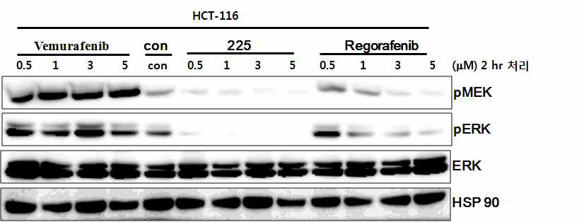 K-RAS 돌연변이 대장암 세포주에서 225번 화합물에 대한 western blot