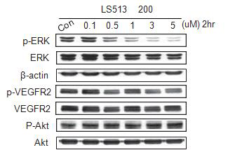 K-RAS 돌연변이 대장암 세포주에서 200번 화합물에 대한 western blot