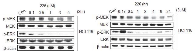 K-RAS 돌연변이 대장암 세포주에서 226번 화합물에 대한 western blot