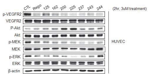 혈관 내피 세포주에서 화합물들에 대한 western blot