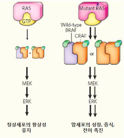 MAPK신호전달체계및K-RAS돌연변이에의한대장암 세포 성장, 증식 및 전이촉진