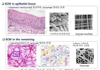 ECM 구조와 상응하는 나노/FIBER 구조