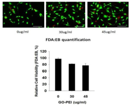 FDA:EB 방법으로 분석한, 여러 농도의 GO-PEI의 인간 섬유아세포에 대한 독성.