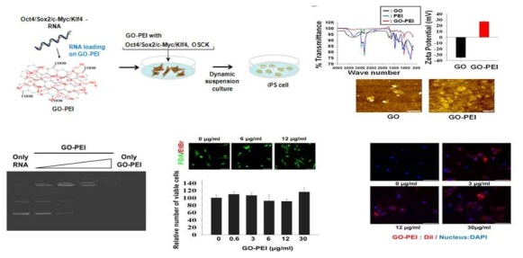GO-PEI 나노복합체와 결합한 RNA의 세포내로의 전달 가능성 검증