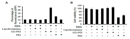 세포 내로 RNA의 전달 효과 및 세포 생존률
