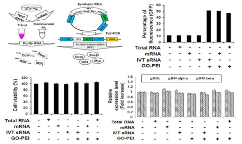 IVT를 이용하여 만든 RNA 전달 효과 검증