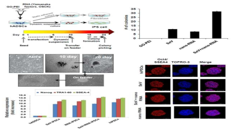 GO-PEI/RNA 나노복합체를 이용한 인간 역분화 줄기세포 생성