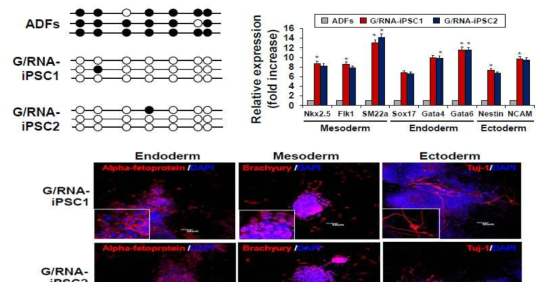 역분화 줄기세포의 methylation 패턴 검증 및 삼배엽 분화를 통한 배아줄기세포와의 유사성 검증