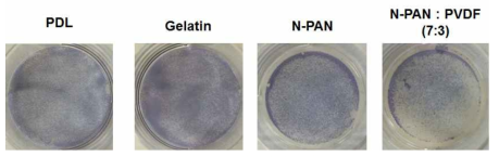 N-PAN을 이용한 배아줄기세포 배양 및 알칼라인 포스파타아제 염색