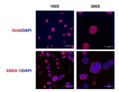 면역화학염색법을 이용한 N-PAN에서 배양한 배아줄기세포의 줄기세포 마커 발현 확인