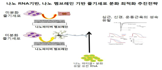 줄기세포분화 상용화 기술개발 과제