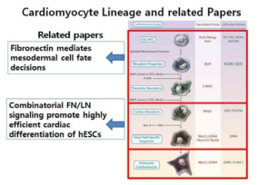 줄기세포기반 심근분화 신호기작 모식도
