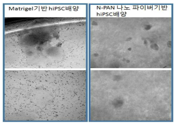 나노파이버(N-PAN)기반 hiPSC배양 및 Matrigel(기존 세포배양 ECM)배양의 분화유도활성화 비교실험(Unpublished data)