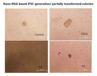 Nano particle (GO- PEI) 기반 외래 유전자물질 전달기법 최적화 연구 (다양한 RNA전달기법