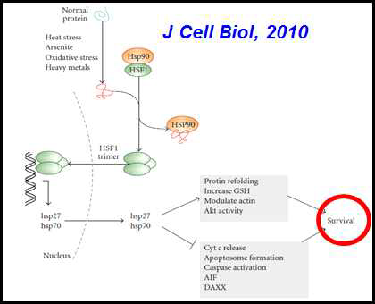HSF1 활성에 의한 HSP의 전사조절 및 기능