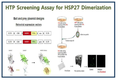 과발현 세포주를 이용한 HSP27 dimerization을 형광현미경으로 측정할 수 있는 HTP 스크리닝 시스템 구축