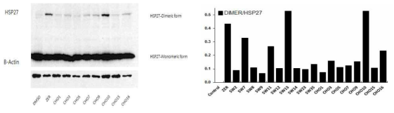 HSP27 단백질을 이용한 비정상 HSP27 dimerization 스크리닝 시스템 구축