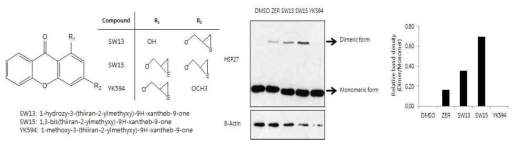 HSP27 단백질을 이용한 비정상 HSP27 dimerization 스크리닝에 의한 HSP27 저해제 SW15발굴