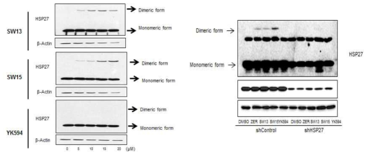 NIC-H460 인체폐암세포에서 SW15, SW13 및 YK594에 의한 비정상 HSP27 dimerization