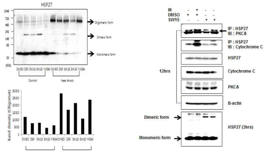 SW15에 처리에 의한 HSP27 large oligomer 생성 저해, HSP27 기능 저해 확인