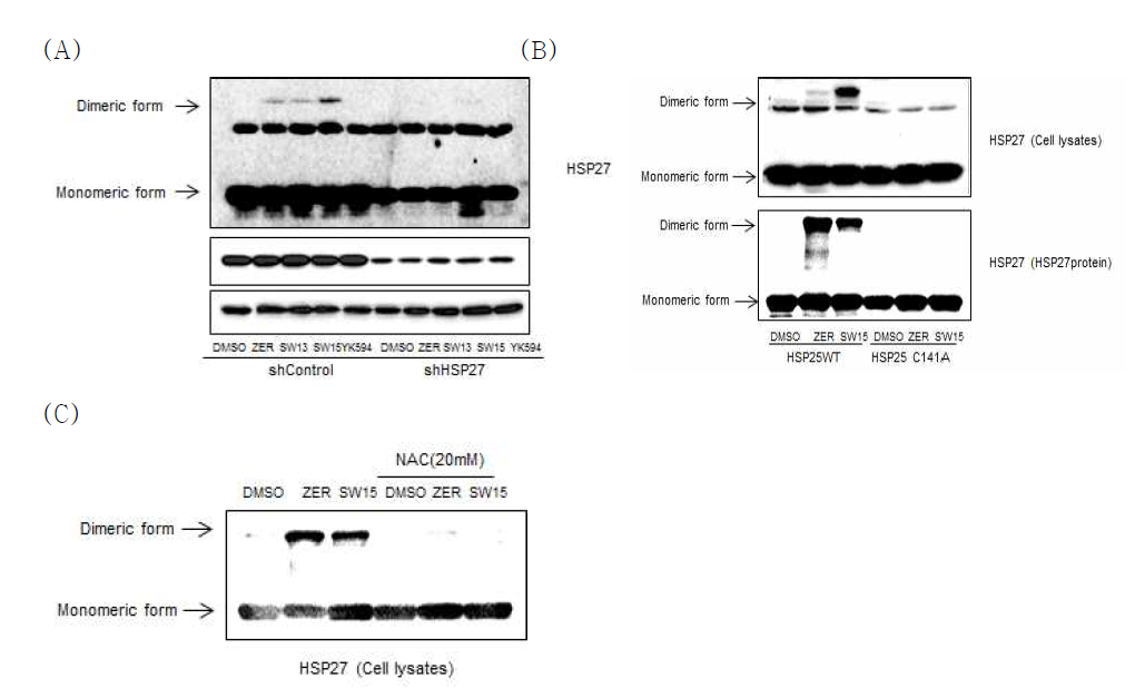 SW15의 비정상적 이량체 형성에 있어 HSP27의 cystein 잔기의 중요성.