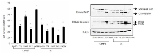 SW15에 병용처리에 의한 방사선에 암세포 독성증진 (좌, MTT assay) 및 Apoptosis 증진효과 (우)