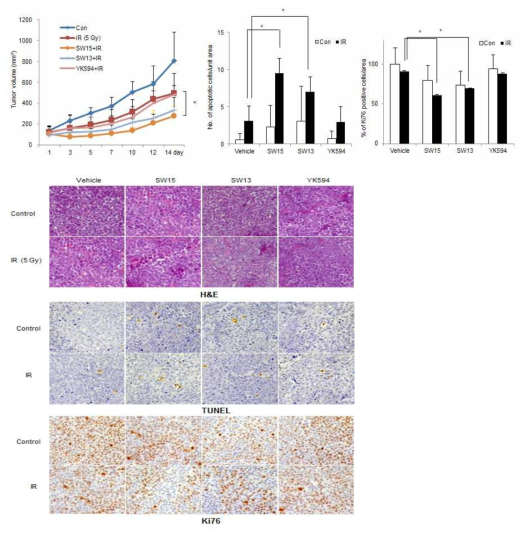 SW15에 병용처리에 의한 방사선에 의한 인간 폐암세포 암조직 성장 저해 효과