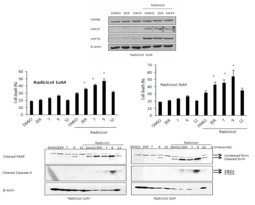 SW15에 병용처리에 의한 Radicicol HSP90 저해제의 암세포 독성증진 (중, FACS data) 및 Apoptosis 증진효과 (하). (상) Radicicol처리에 의한 HSP70 및 HSP27 단백증가