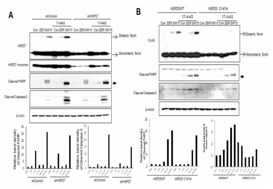 SW15에 병용처리에 의한 17-AAG HSP90 저해제의 암세포 Apoptosis 증진 효과