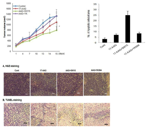 SW15에 병용처리에 의한 17-AAG HSP90 저해제의 Xenograft 동물모델에서 항암 증진 효과