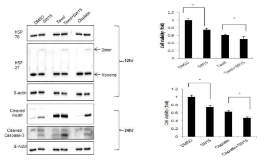 SW15에 병용처리에 의한 Cisplatin 또는 Taxol의 암세포 Apoptosis 증진 효과