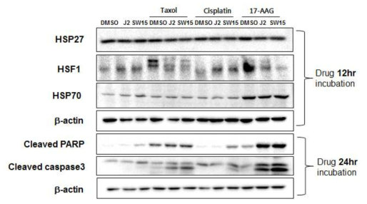 J2 병용처리에 의한 Cisplatin, Taxol 또는 17-AAG의 암세포 세포사 증진 효과