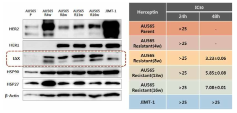 Parent와 Herceptin resistant cell line에서의 protein 발현 정도 및 IC50 값