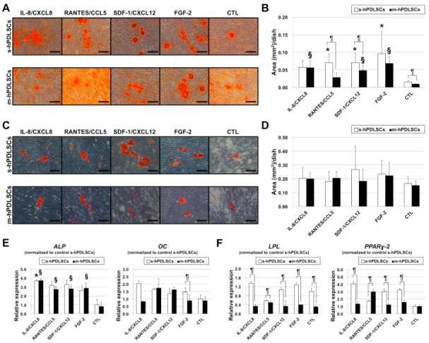 s-hPDLSCs와 m-hPDLSCs의 골생성, 지방생성 분화 능력의 비교 각 chemokine 처치군에서 lower chamber와 upper chamber에서의 세포군은 양 호한 줄기세포학적인 생물학적 특성을 나타냈다.