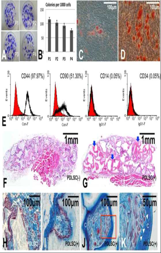 중간엽줄기세포로서의 PDLSC의 특성 확인.