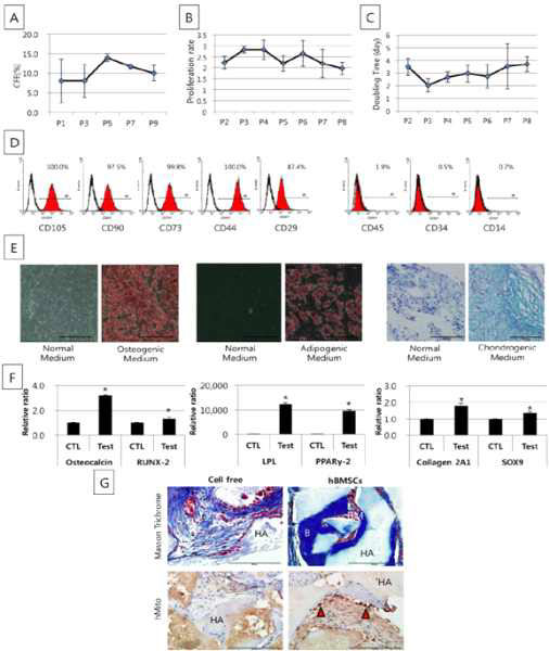 사람의 척추골에서 유래된 BMSC의 특성분석