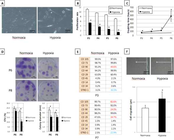 human vertebrae에서 유래한 hBMSC의 hypoxia 조건에 대한 효과