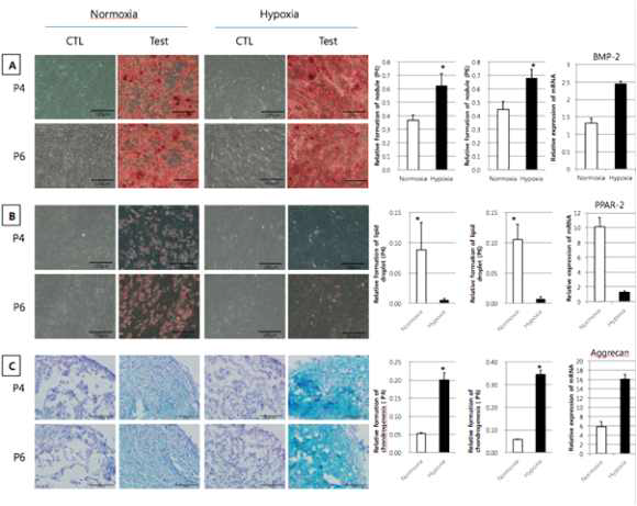 Hypoxia 조건에서 BMSC의 분화능 변화