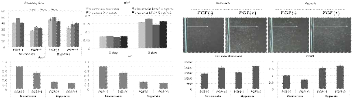 (Proliferation & senescence) 배양 과정에서 FGF-2를 처치함으로써 세포 증식 속도는 약간 증가하였으나, 반면 Hypoxia에 의해 세포 노화를 나타내는 senescence marker들의 발현이 현저히 줄어든 것을 확인할 수 있다(Cell migration).