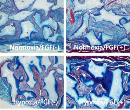 Hypoxia와 FGF2로 구성되는 미세환경에서 BMSCs의 조직 재생능은 유의하게 향상됨