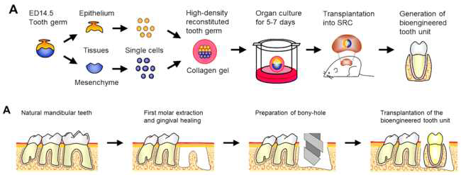 Bio-engineered Tooth는 미래지향적이지만 대동물 모델 등을 활용한 독성 및 유효성 시험 등의 추가 연구 필요하고 임상에 신속히 반영되기는 어려움.