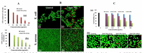 A) 고체배지에 ZnO 나노파티클과 함께 처리된 박테리아 (a) E. coli, (b) S. aureus 의 성장곡선 B) 박테리아의 Live and dead staining 결과 (Green : FITC, Red : PI) C) ZnO 나노파티클의 처리 농도에 따른 (a) A549 세포의 세포 활성도와 (b) Live and dead staining 결과 (Green : FITC, Red : PI)