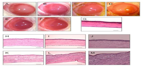 알카리 화상 동물 모델에서 이식후 1주, 2주간 관찰 (A, B, K, L, M) Control groups (C, D, H, I, J) ex vivo corenal epithelial collagen sheet 이식 (1주~2주), (E, F) Acellular collagen sheet 이식