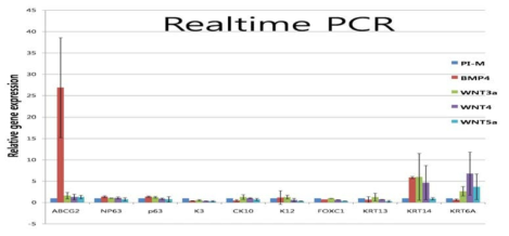 PI 배지에 여러 분화촉진인자를 추가한 후 14일 뒤 콜로니 가장자리의 분화된 세포들을 분리하여 qPCR 시행하였을 때 BMP4 처치시 윤부줄기세포 마커들이 증가하는 경향을 보였음