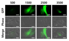 단일 MEF 세포의 유전자 전달량에 따른 형광 발현 이미지