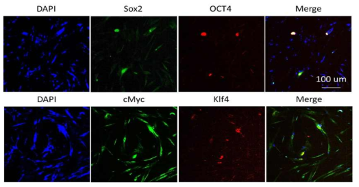 금나노입자 기반 나노전달기술을 이용하여 역분화인자(OCT4, KLF4, SOX2,c-Myc)의 전달가능성 측정
