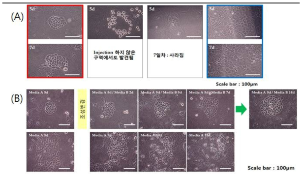 실험 조건 개선을 통한 세포 형태변화 효율 향상 및 결과.