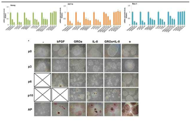 선별된 시토카인인 GROα 와 IL-8의 recombinant protein을 기본 배지에 넣고 인간 전능성 줄기세포를 배양