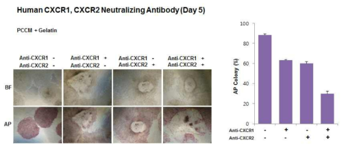 그림31 GRO 및 IL-8의 수용체를 중화항체를 이용하여 억제한 뒤 5일째 인간전분 화능줄기세포의 모습.