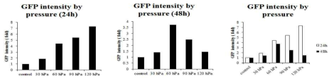 유전자 주입후 압력에 따른 GFP 형광의 발현강도